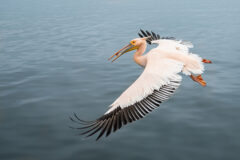 Great,White,Pelican,(pelecanus,Onocrotalus),With,Fish,In,The,Beak