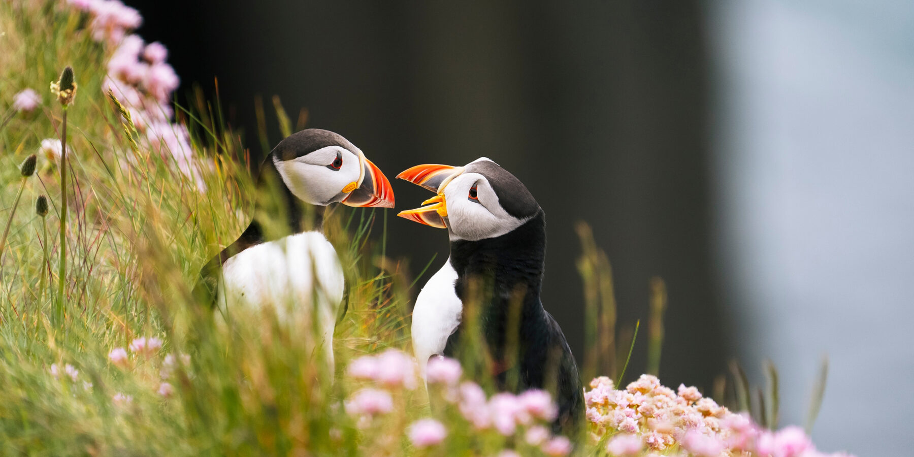 Two,Atlantic,Puffins,(fratercula,Arctica),Sitting,On,Green,Grass,With
