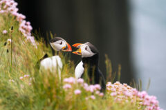 Two,Atlantic,Puffins,(fratercula,Arctica),Sitting,On,Green,Grass,With