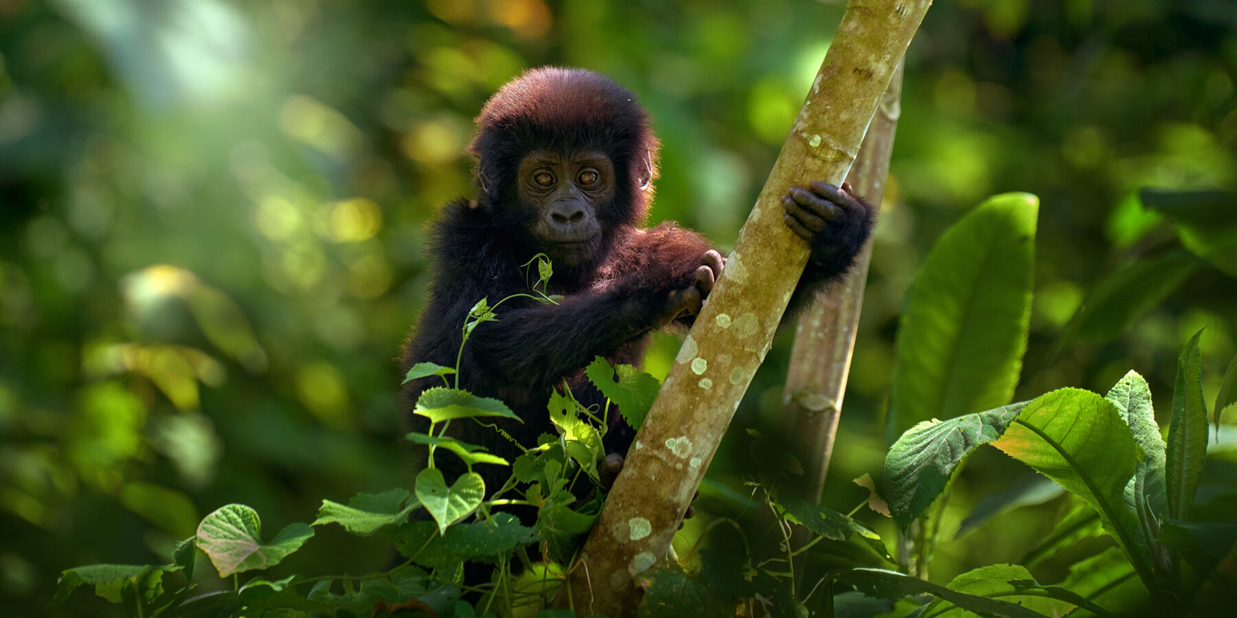 Gorilla,Baby.,Young,Gorilla,In,The,Habitat,,Bwindi,Np,In