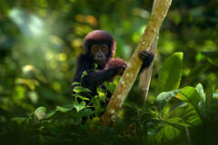 Gorilla,Baby.,Young,Gorilla,In,The,Habitat,,Bwindi,Np,In