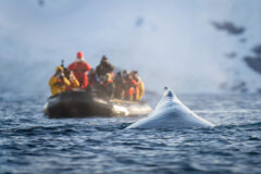 Humpback,Whale,Surfaces,Beside,Photographers,In,Inflatable