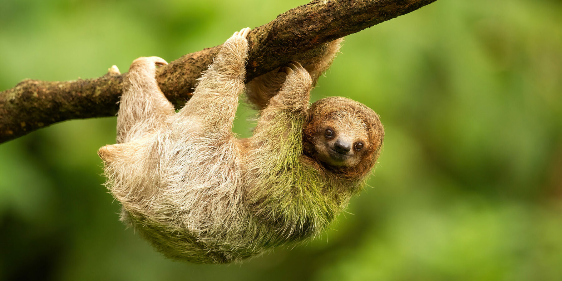 Sloth,In,Rain,Forest,In,Costa,Rica