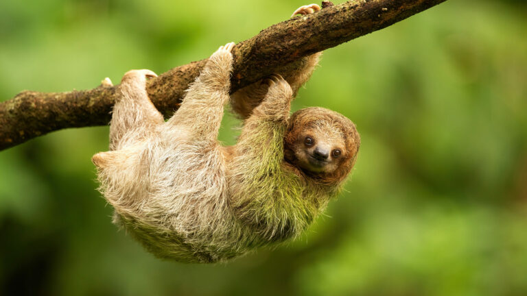 Sloth,In,Rain,Forest,In,Costa,Rica