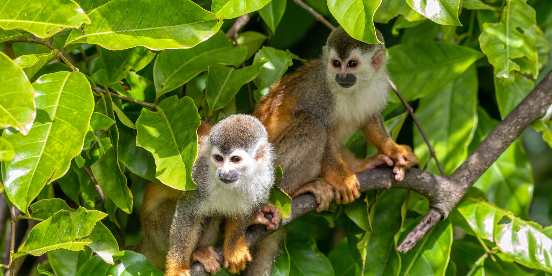 Cute,Playful,Central,American,Squirrel,Monkey,(saimiri,Oerstedii),,Quepos,,Costa