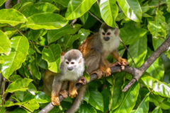 Cute,Playful,Central,American,Squirrel,Monkey,(saimiri,Oerstedii),,Quepos,,Costa