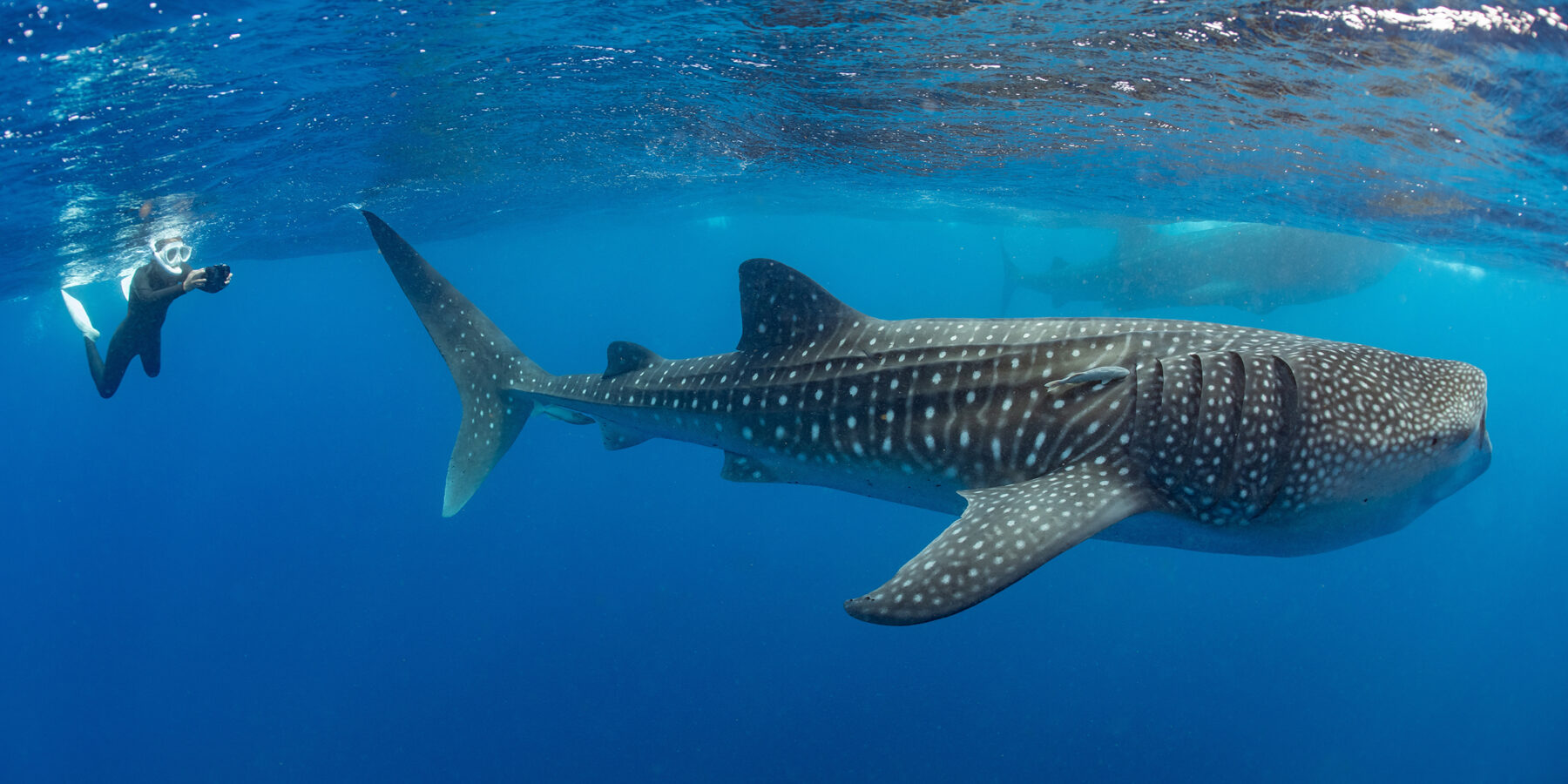 Whale,Shark,And,Woman,Diver,Near,Isla,Mujeres,,Mexico