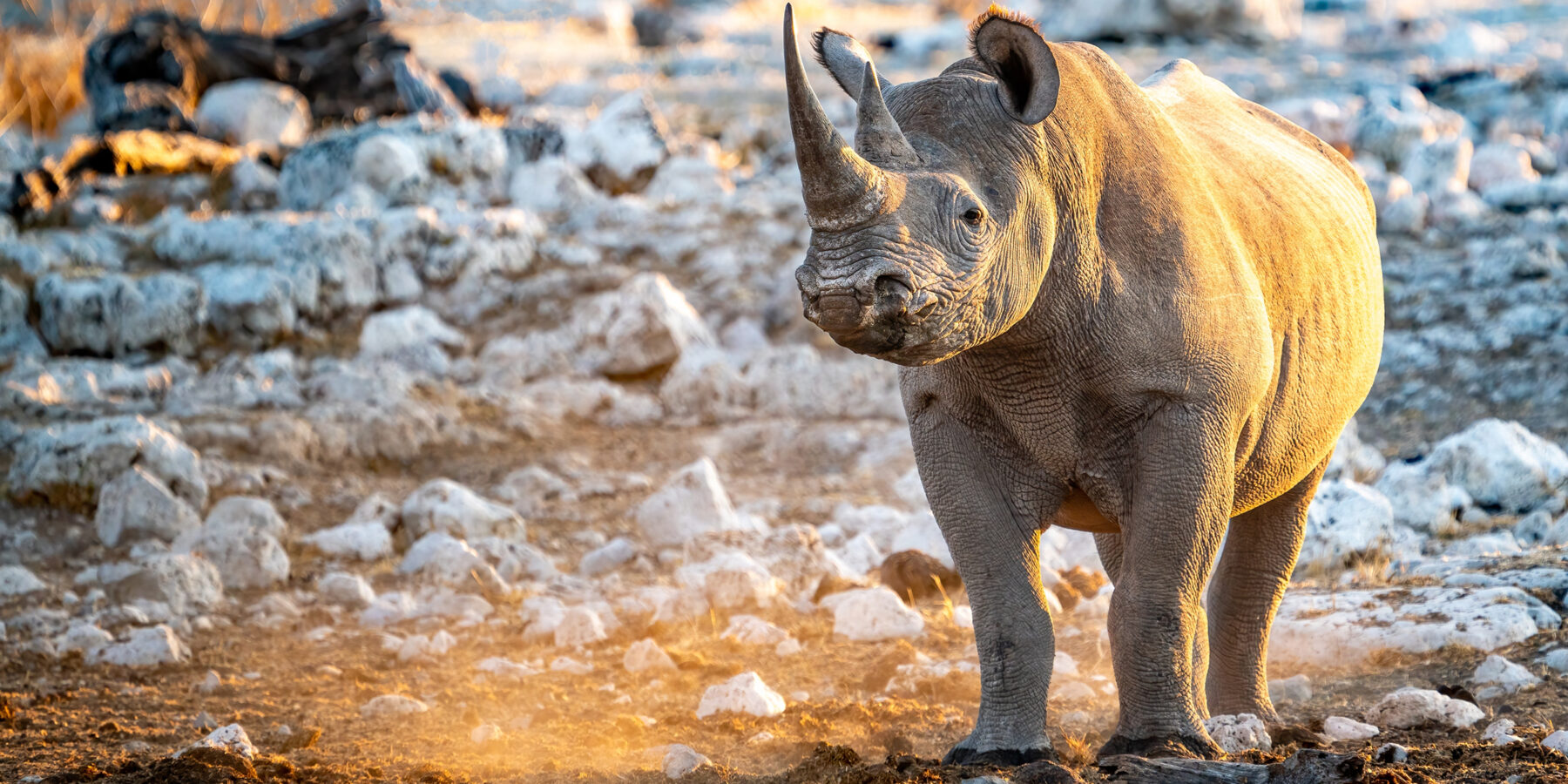 Black,Rhino,(diceros,Bicornis),In,Sunset,Golden,Light,,Etosha,National