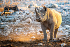 Black,Rhino,(diceros,Bicornis),In,Sunset,Golden,Light,,Etosha,National