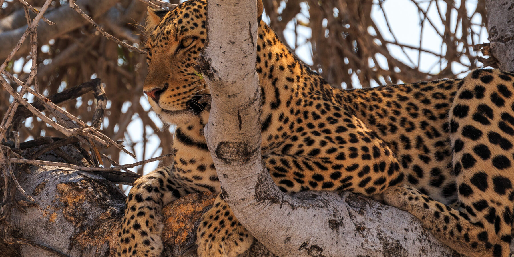 Leopard,On,A,Tree,In,Natural,Habitat,In,Etosha,National