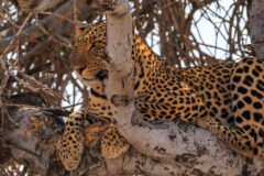 Leopard,On,A,Tree,In,Natural,Habitat,In,Etosha,National