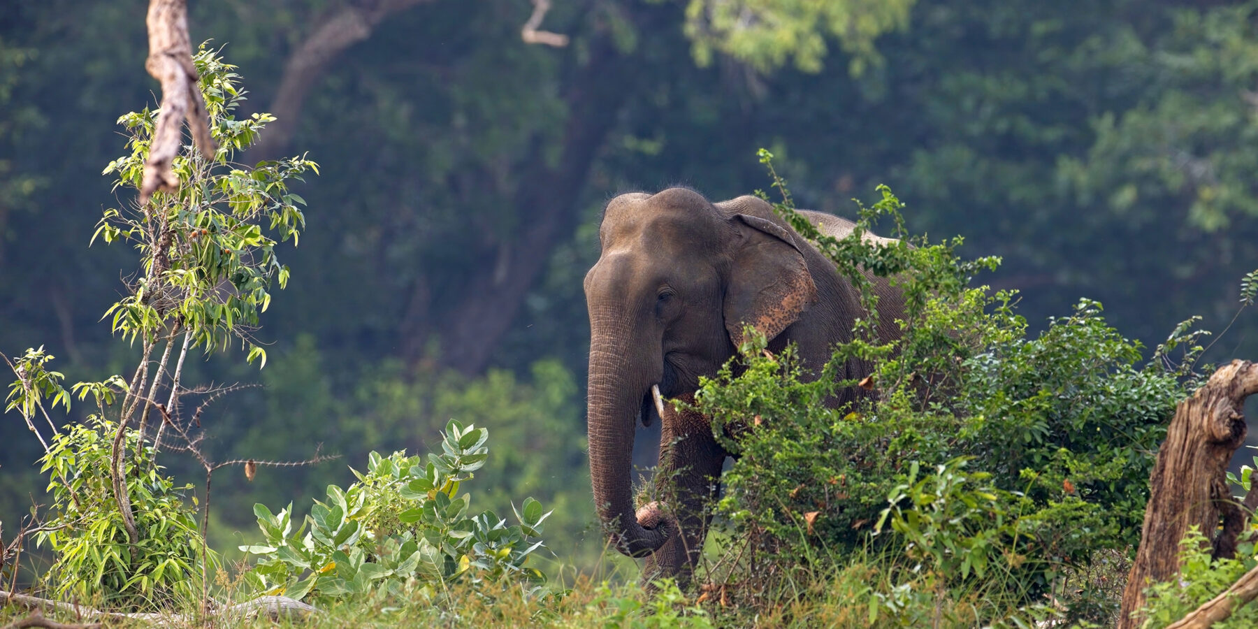 Adult,Sri,Lankan,Elephant,On,The,Road.,Sri,Lankan,Elephant