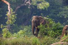 Adult,Sri,Lankan,Elephant,On,The,Road.,Sri,Lankan,Elephant