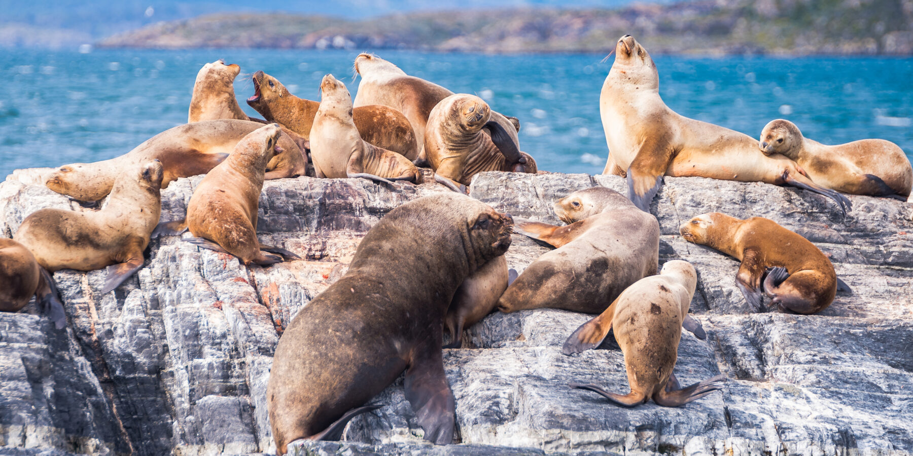 Sea,Lions,Are,Resting,In,Beagle,Channel,,Ushuaia