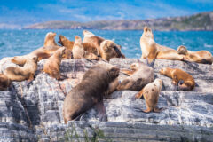 Sea,Lions,Are,Resting,In,Beagle,Channel,,Ushuaia