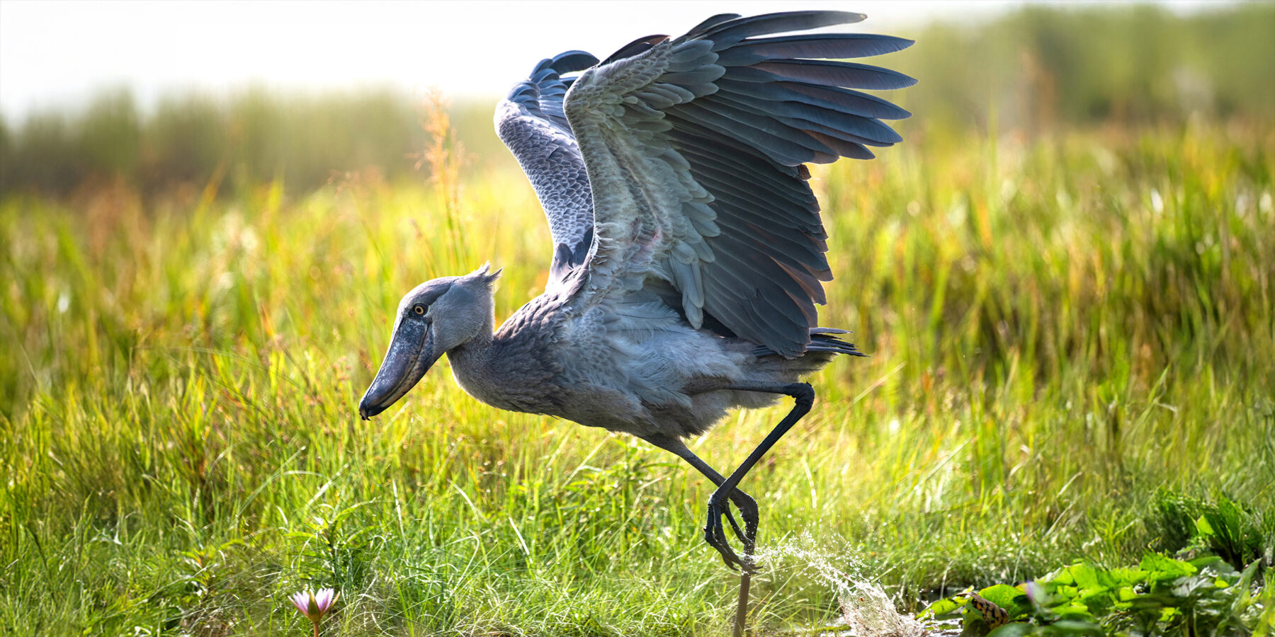 A,Juvenile,Shoebill,Stork,Wades,Through,The,Shallow,Waters,Of