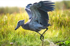 A,Juvenile,Shoebill,Stork,Wades,Through,The,Shallow,Waters,Of
