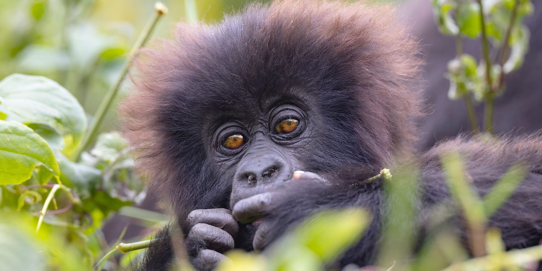 Baby,Gorilla,In,Natural,Habitat,Looking,Towards,Camera