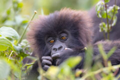 Baby,Gorilla,In,Natural,Habitat,Looking,Towards,Camera