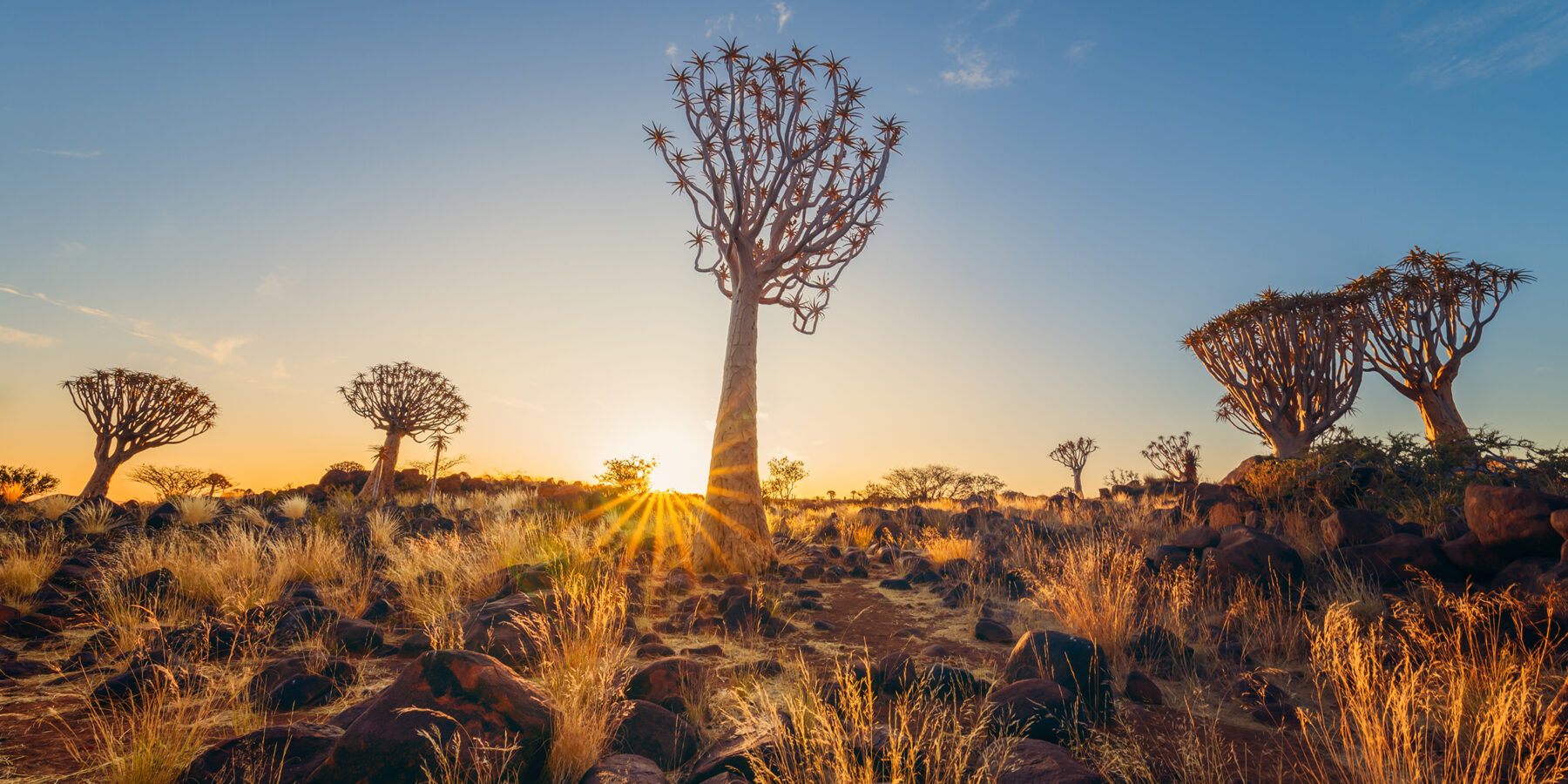 The,Quiver,Trees.,Dry,Trees,In,Forest,Field,In,National