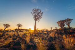 The,Quiver,Trees.,Dry,Trees,In,Forest,Field,In,National