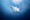 A,White,Reef,Manta,Ray,Swimming,In,The,Deep,Underwater