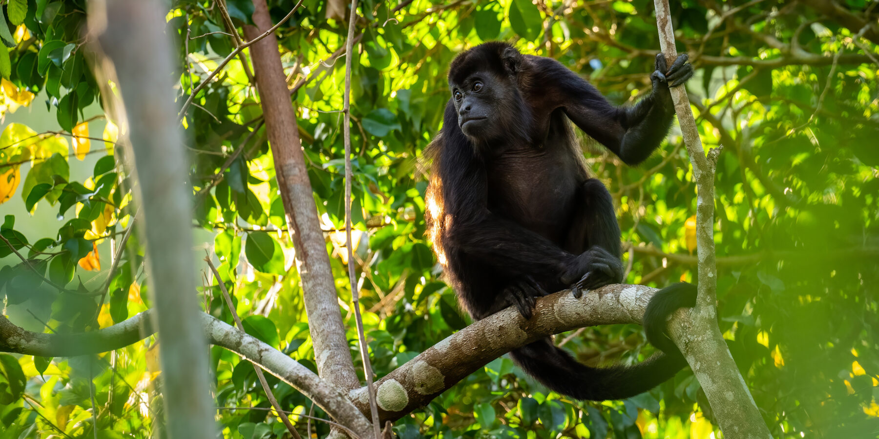 Mantled,Howler,Monkey,-,Alouatta,Palliata,,Beautiful,Noisy,Primate,From