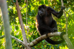 Mantled,Howler,Monkey,-,Alouatta,Palliata,,Beautiful,Noisy,Primate,From