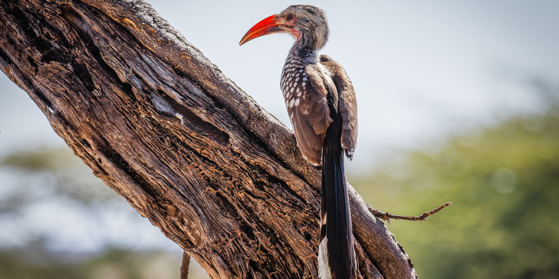 Damara,Red-billed,Hornbill,(tockus,Damarensis),Sitting,On,A,Dead,Tree,