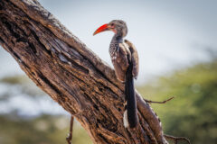 Damara,Red-billed,Hornbill,(tockus,Damarensis),Sitting,On,A,Dead,Tree,