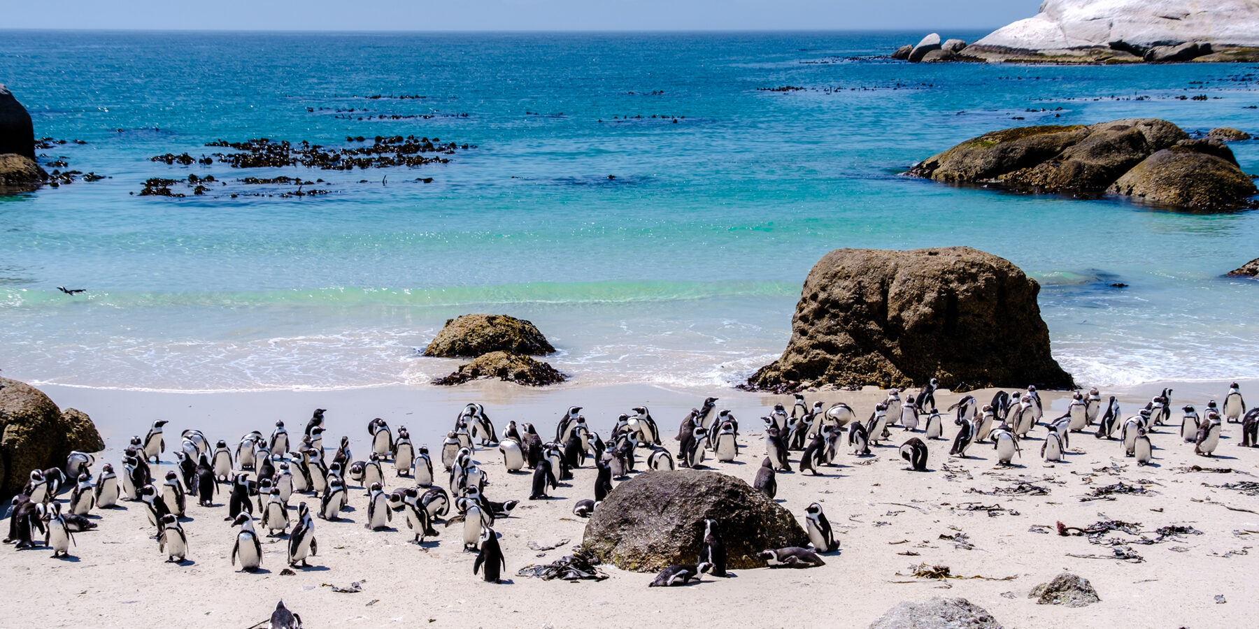 A,Group,Of,Penguins,At,Boulders,Beach,In,Simons,Town,