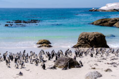 A,Group,Of,Penguins,At,Boulders,Beach,In,Simons,Town,