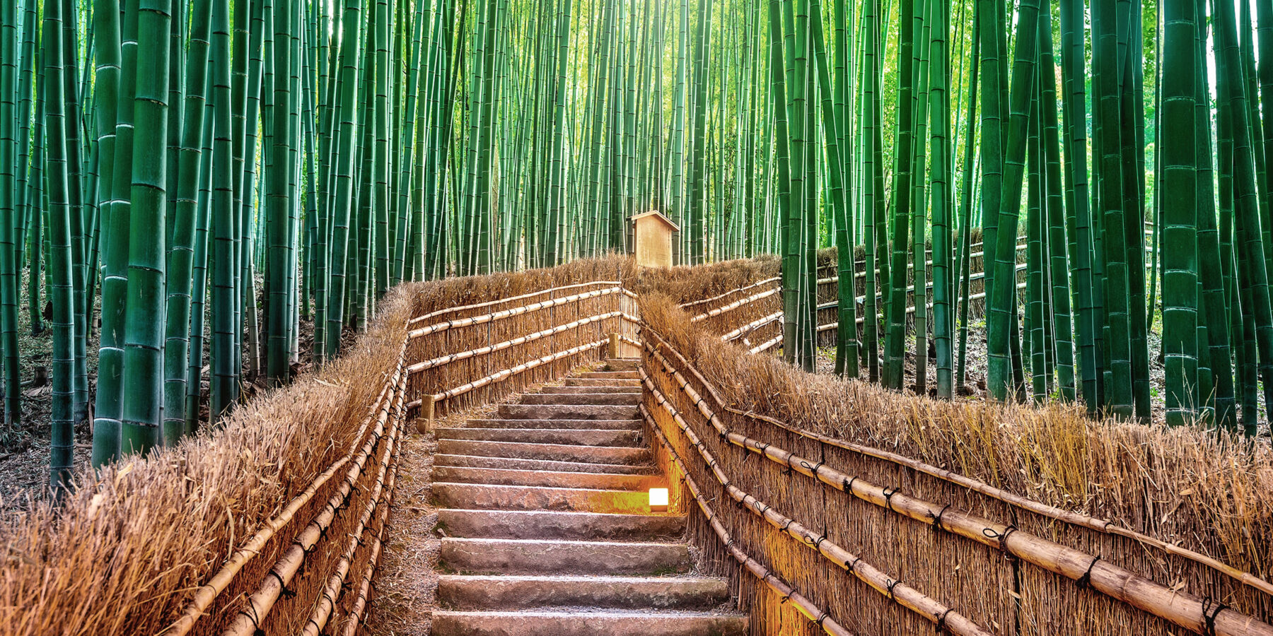 Bamboo,Forest,In,Kyoto,,Japan.