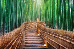 Bamboo,Forest,In,Kyoto,,Japan.
