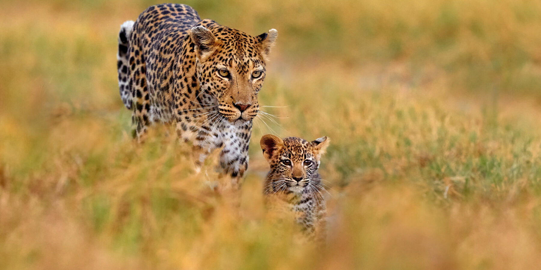 Leopard,Cub,With,Mother,Walk.,Big,Wild,Cat,In,The