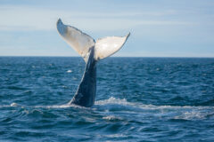 Humpback,Whale,Jumping,Out,Of,The,Ocean,Water,And,Splashing,