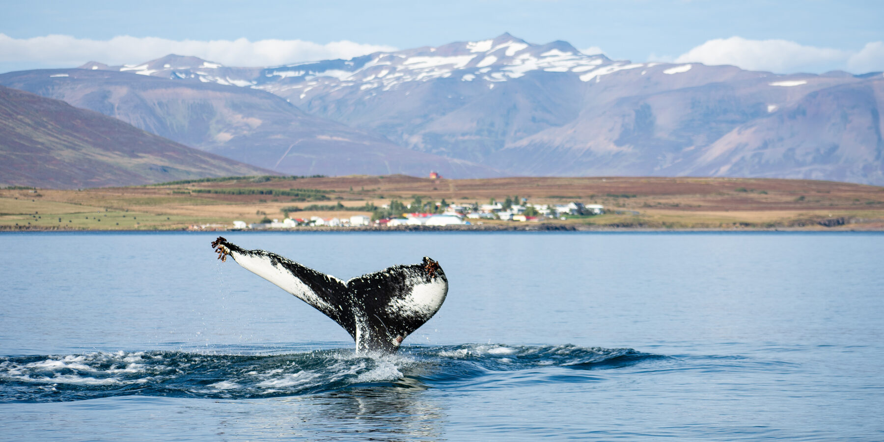 A,Humpback,Whale,(megaptera,Novaeangliae),Showing,Its,Fluke,Out,Of