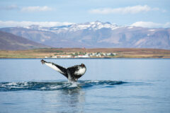 A,Humpback,Whale,(megaptera,Novaeangliae),Showing,Its,Fluke,Out,Of