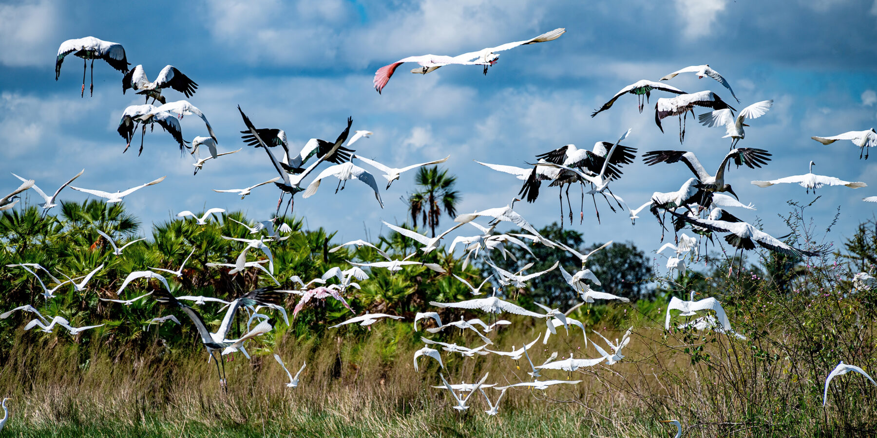 Crooked,Tree,,Belize,-,March,18,,2023:,Birds,In,Flights