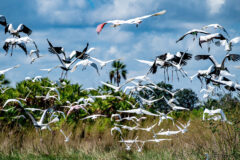 Crooked,Tree,,Belize,-,March,18,,2023:,Birds,In,Flights