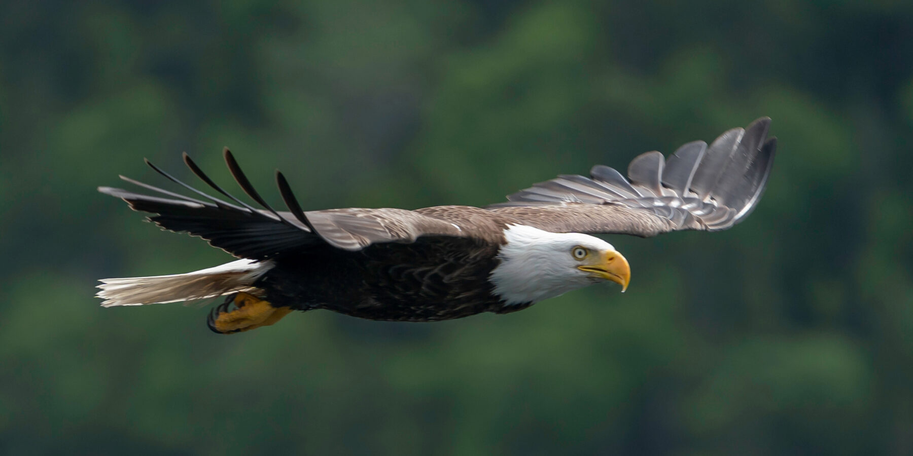 A,Bald,Eagle,Hunts,For,Fish,From,The,Waters,Of