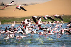 Flamingoes,At,Bird,Paradise,,Walvis,Bay,,Namibia