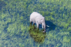 Aerial,Telephoto,Shot,Of,An,African,Elephant,Wading,Through,The