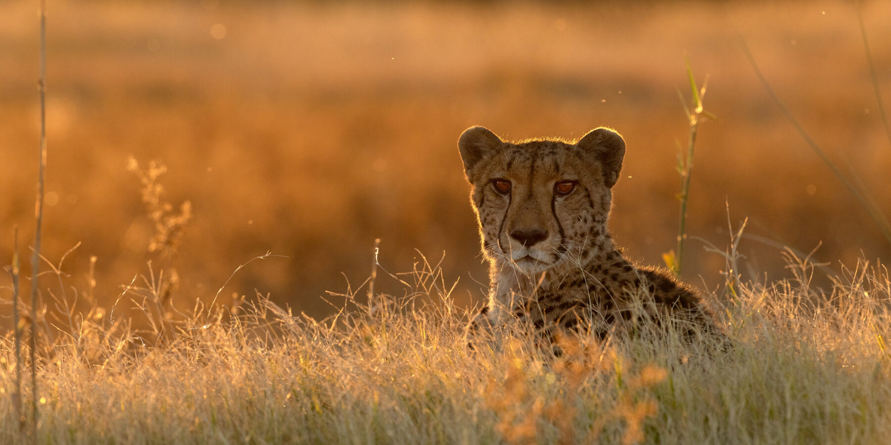 A,Cheetah,Rests,In,The,Golden,Afternoon,Light,That,Is