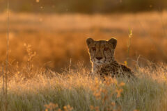 A,Cheetah,Rests,In,The,Golden,Afternoon,Light,That,Is