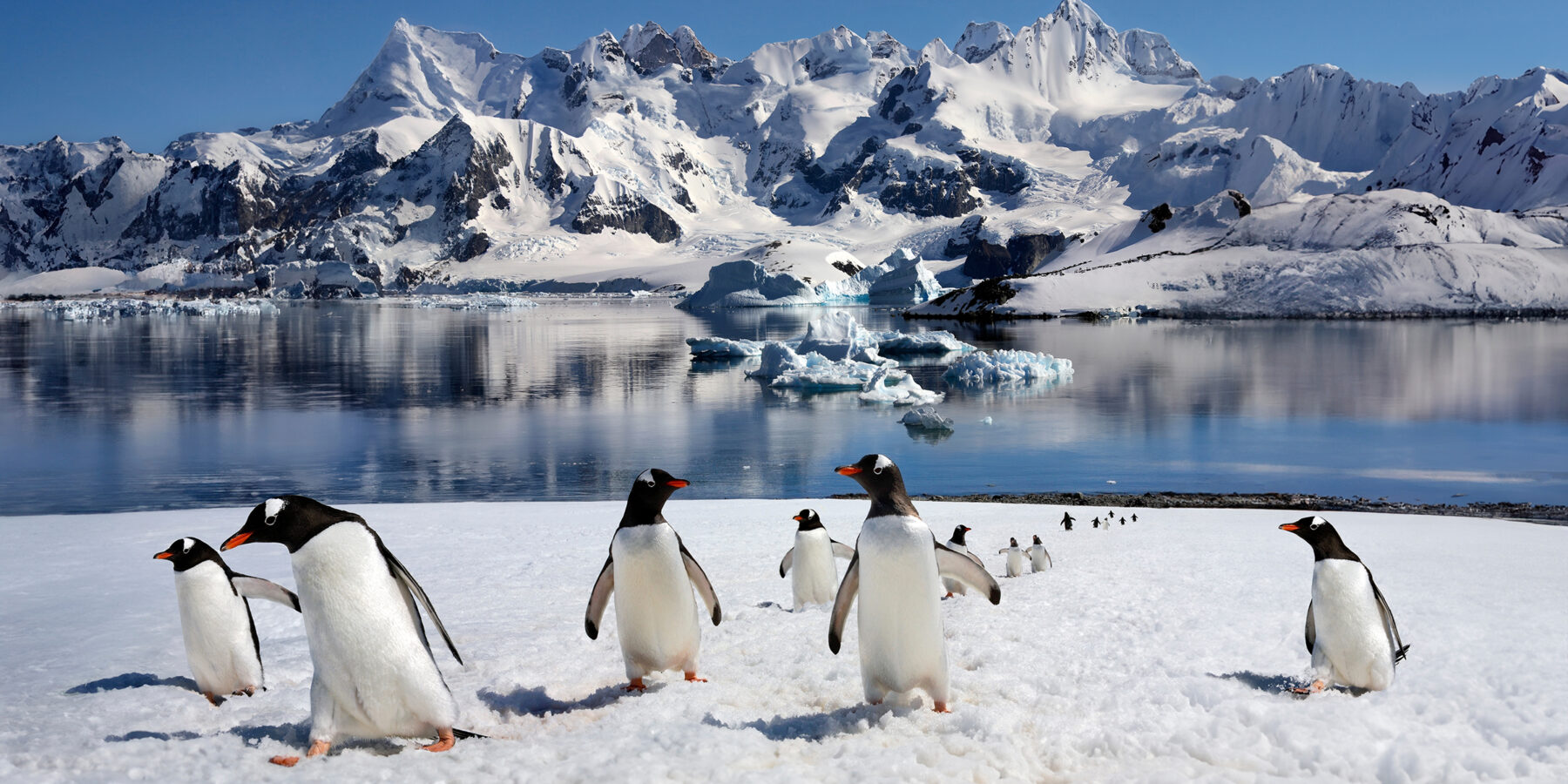 Gentoo,Penguins,(pygoscelis,Papua),On,Danko,Island,On,The,Antarctic