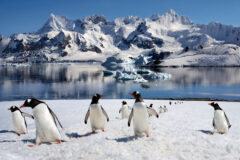 Gentoo,Penguins,(pygoscelis,Papua),On,Danko,Island,On,The,Antarctic