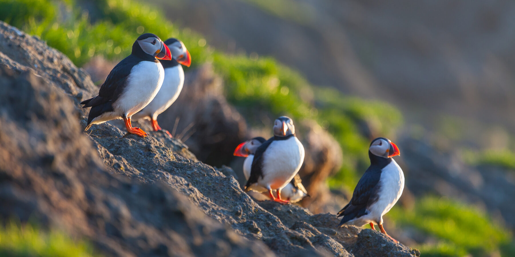 A,Pair,Of,Puffins,Sits,On,A,Ledge,In,The