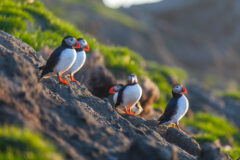 A,Pair,Of,Puffins,Sits,On,A,Ledge,In,The