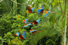 Flock,Of,Scarlet,And,Red-and-green,Macaws,Flying,In,Amazonas,Rainforest